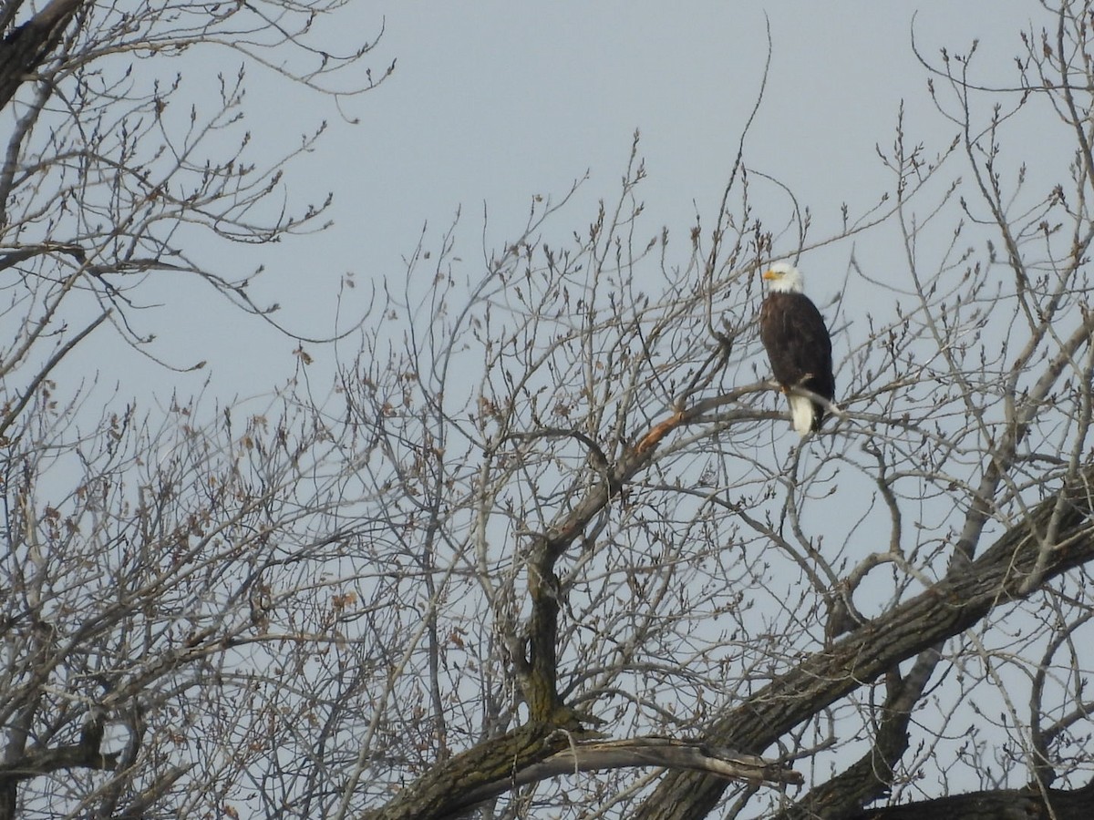 Bald Eagle - ML646750392