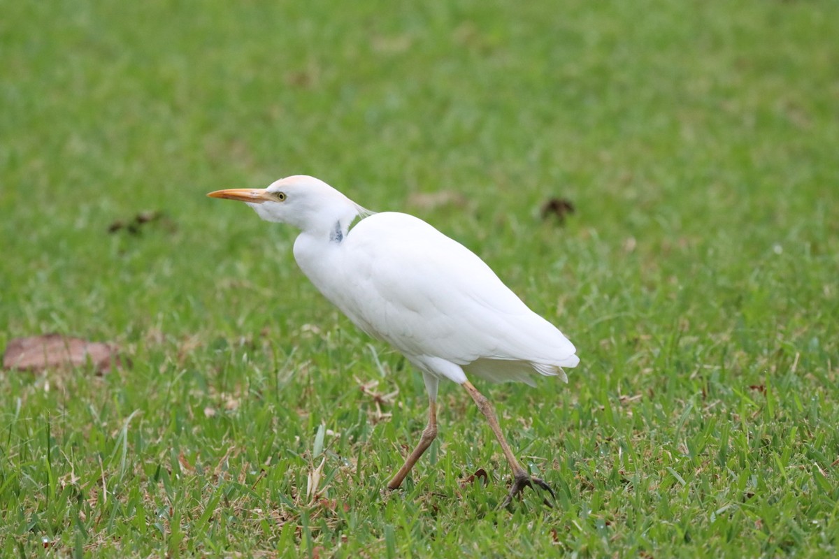 Western Cattle-Egret - ML646750393