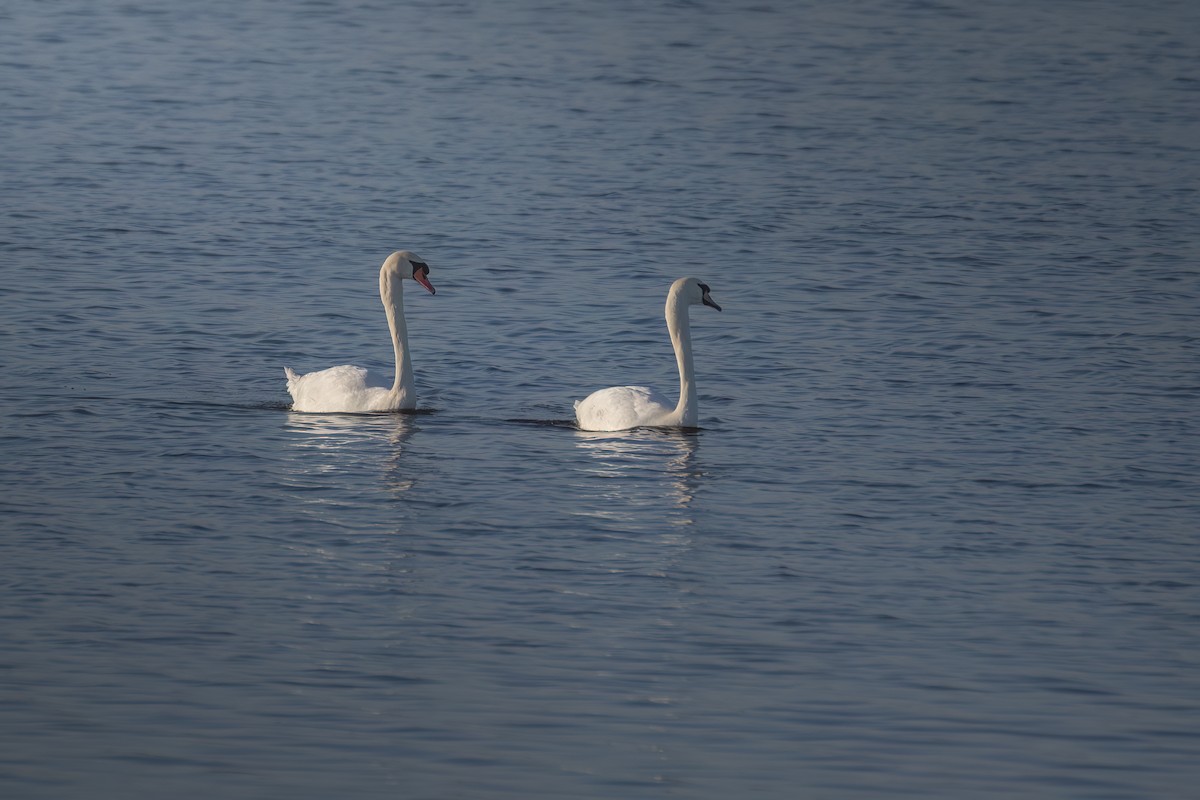 Mute Swan - ML646750394