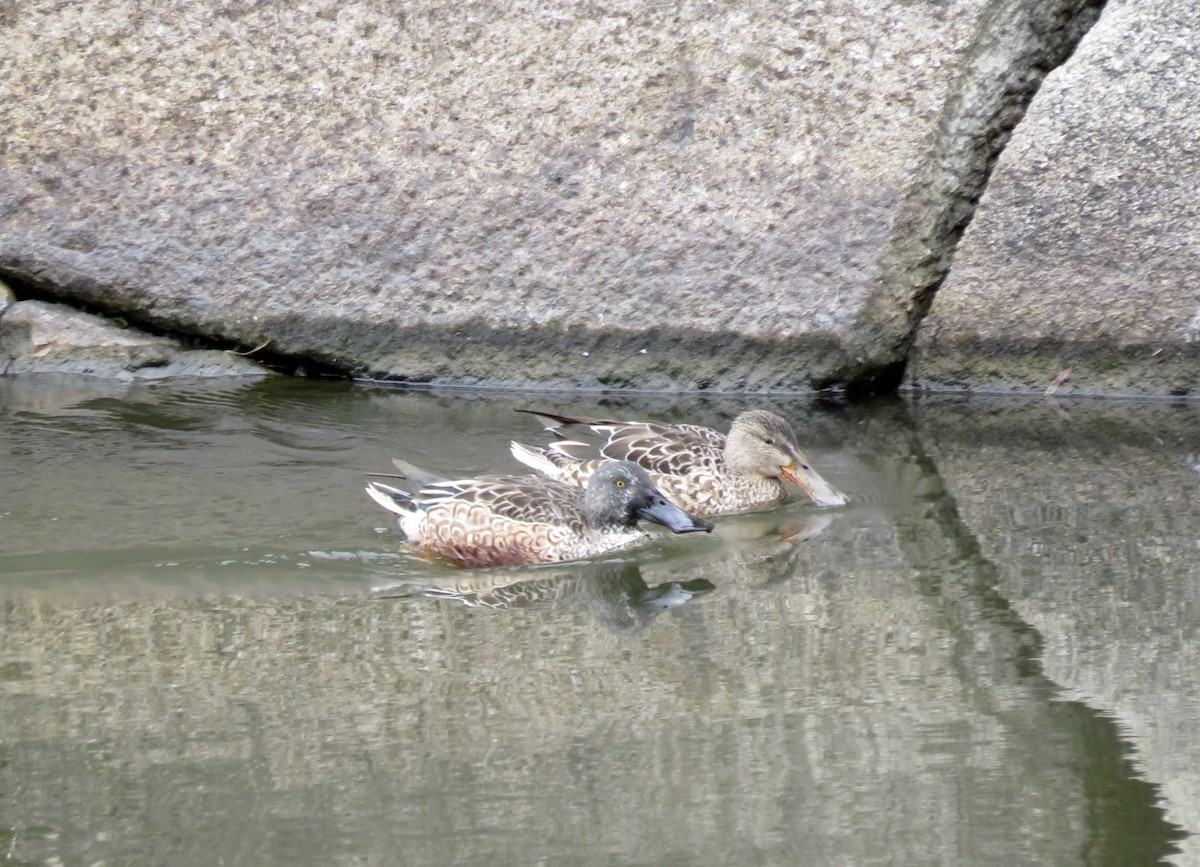 琵嘴鴨 - ML646750396