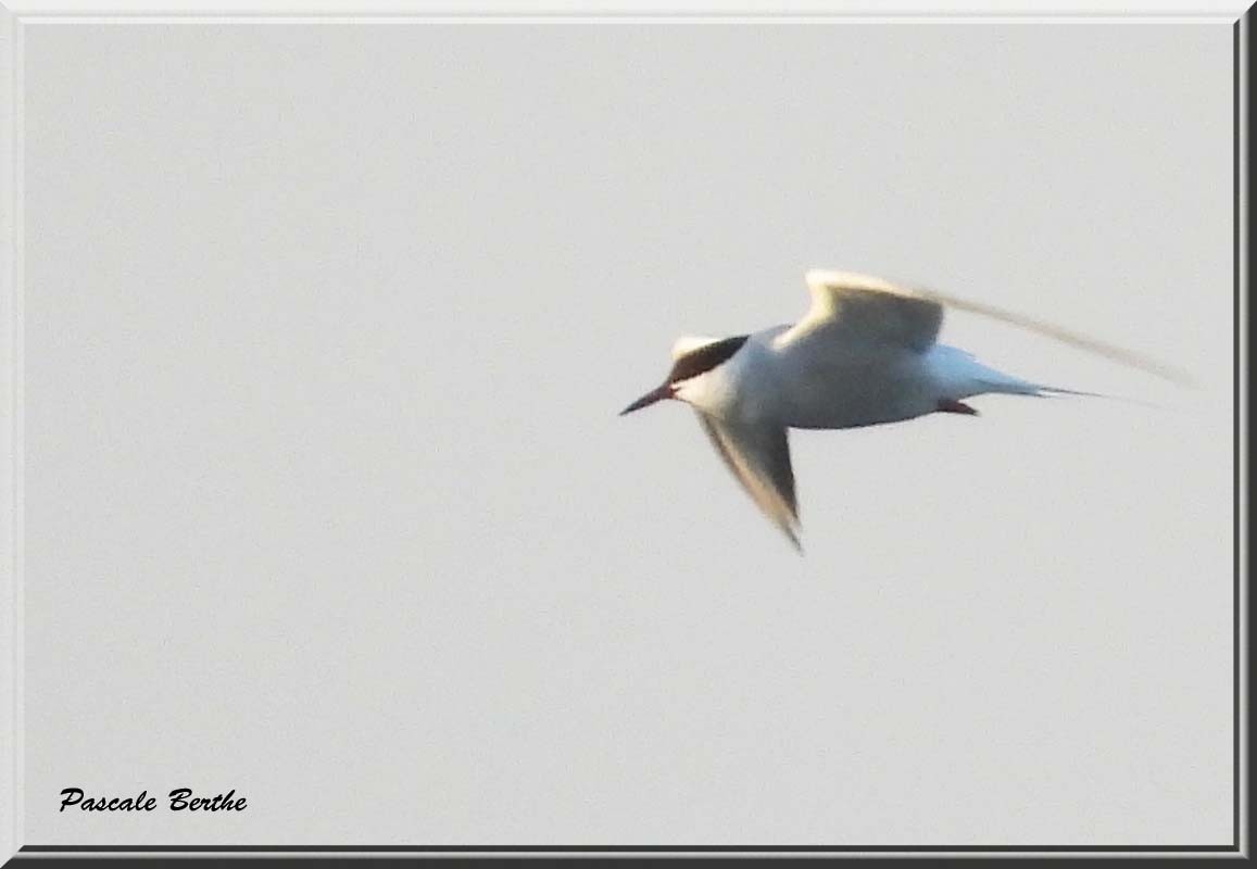 Common Tern - ML646750397