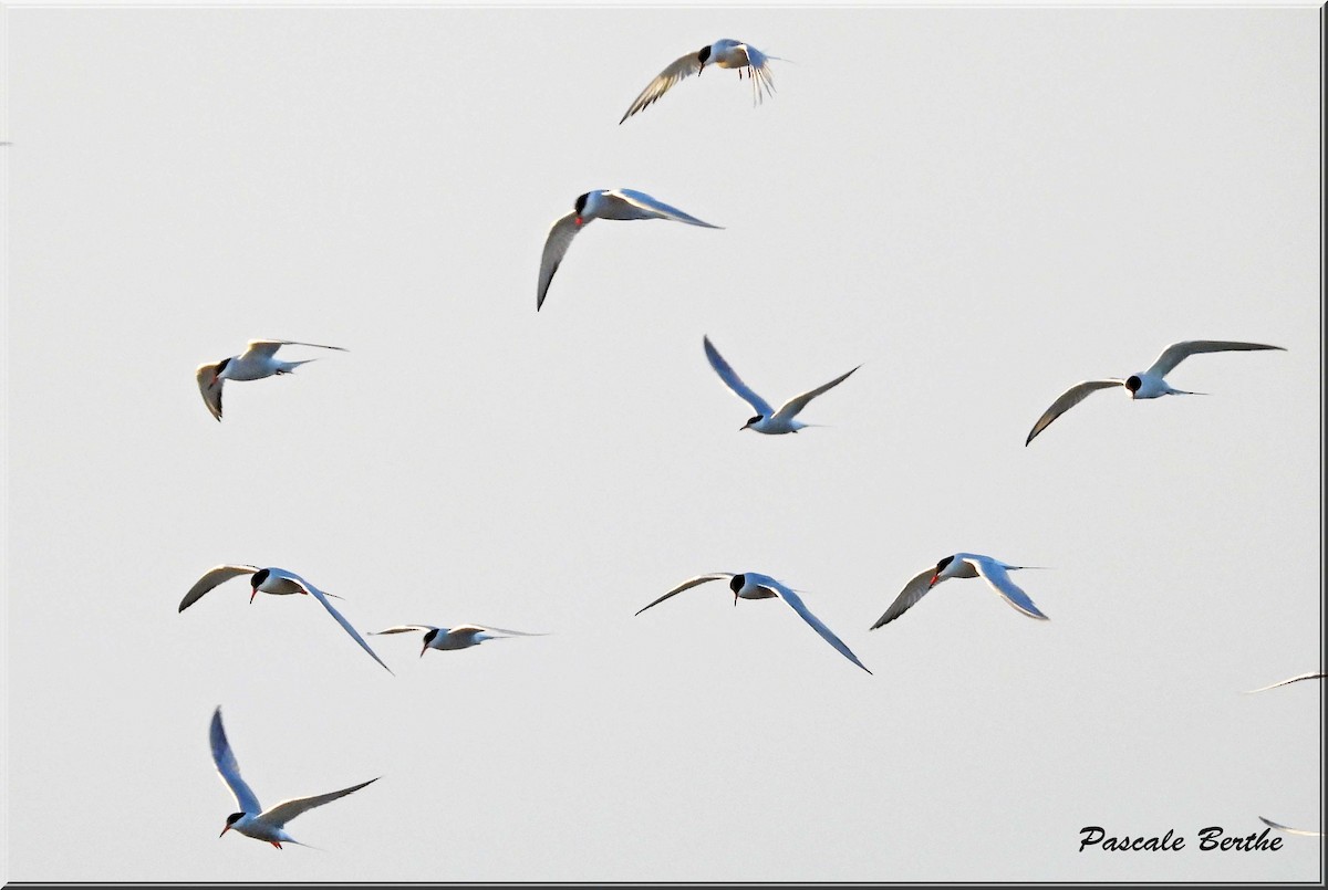 Common Tern - ML646750398