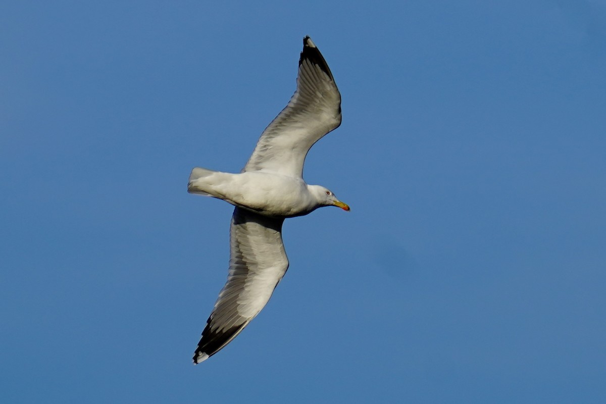 racek středomořský - ML646750399