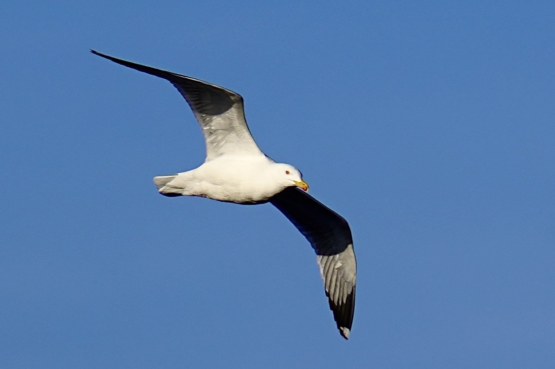 racek středomořský - ML646750400