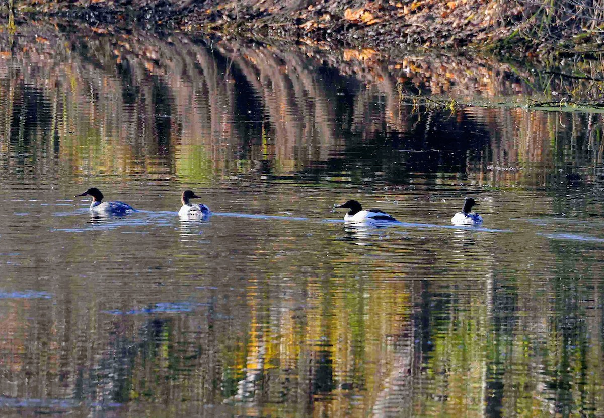 Большой крохаль (merganser/orientalis) - ML646750402