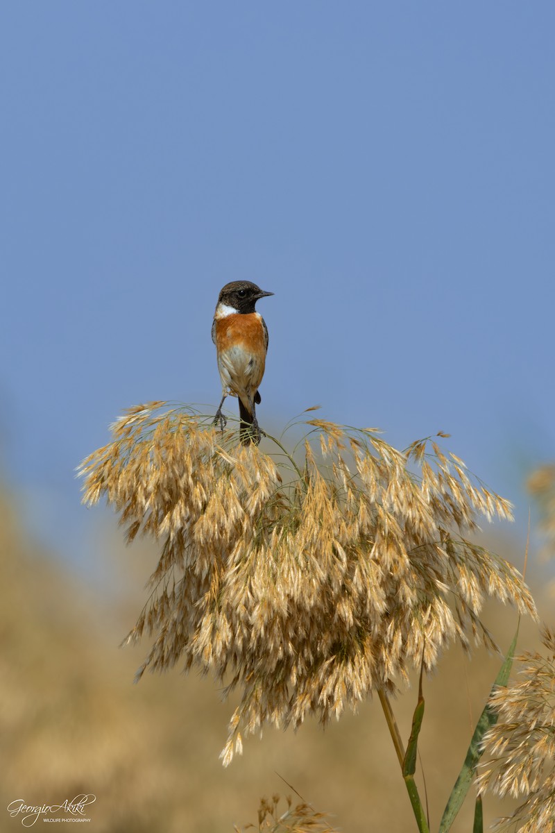 svartstrupe - ML646750403