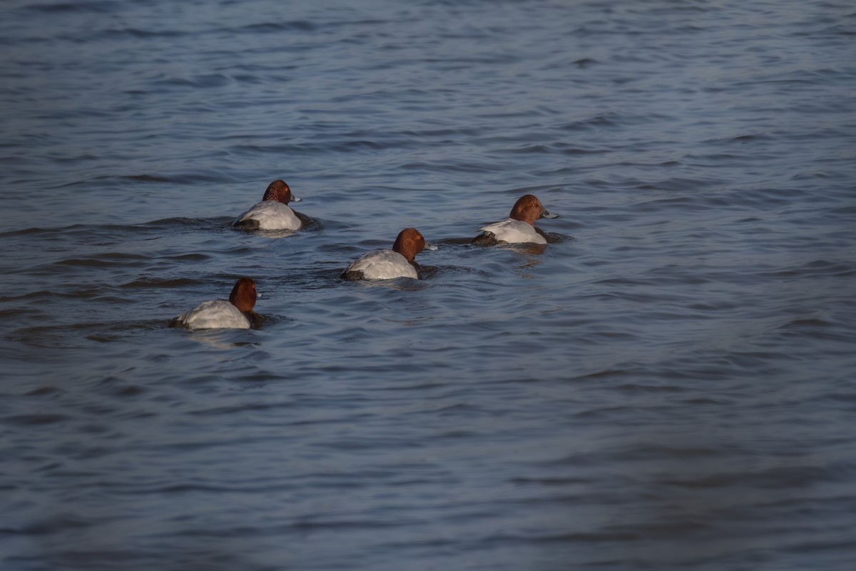 Common Pochard - ML646750404