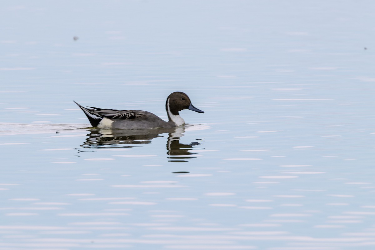 Northern Pintail - ML646750405