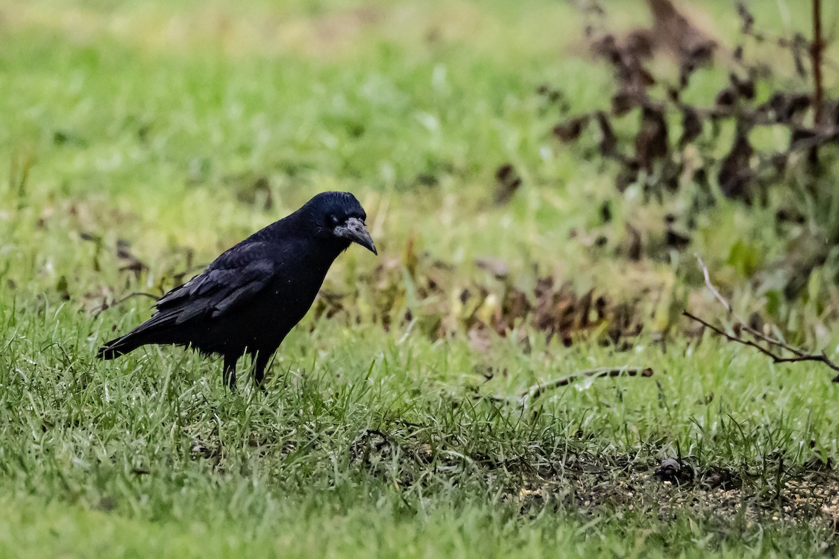 Ekin Kargası - ML646750406