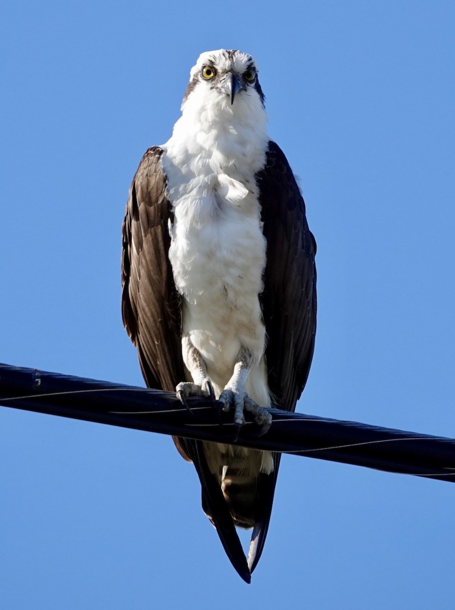 Загасч явлаг - ML646750411