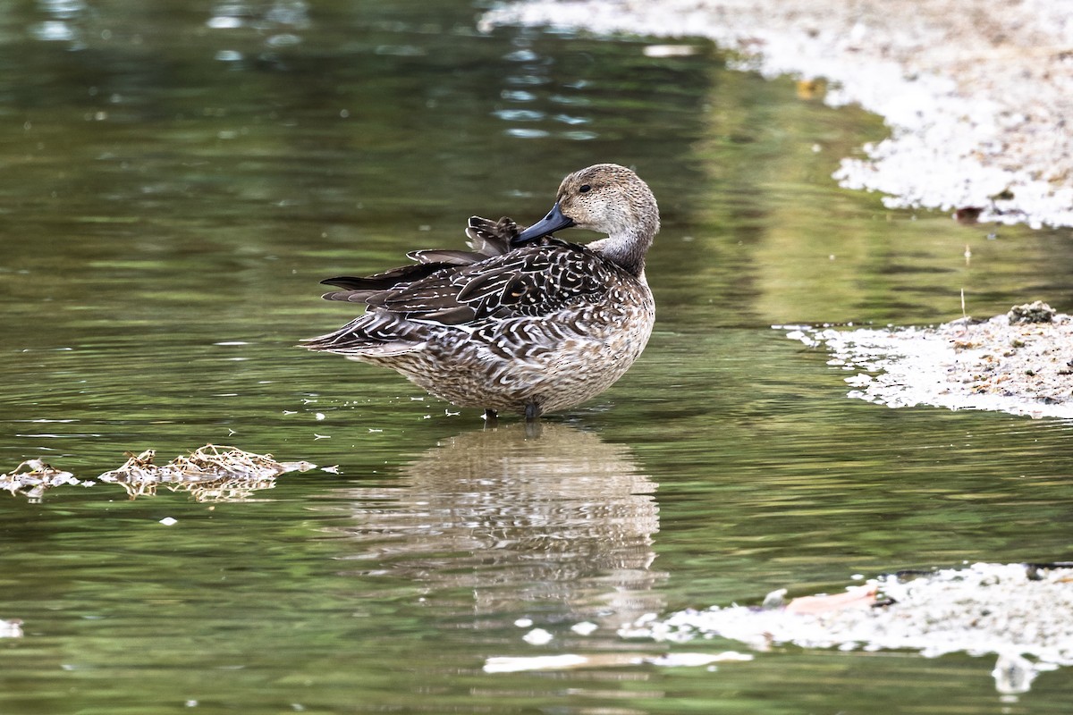 Northern Pintail - ML646750412