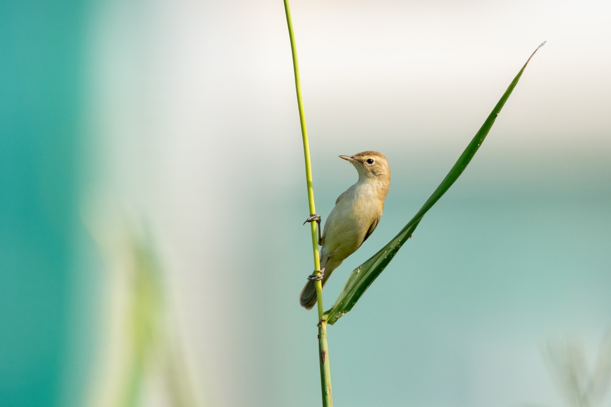 sedmihlásek malý - ML646750416