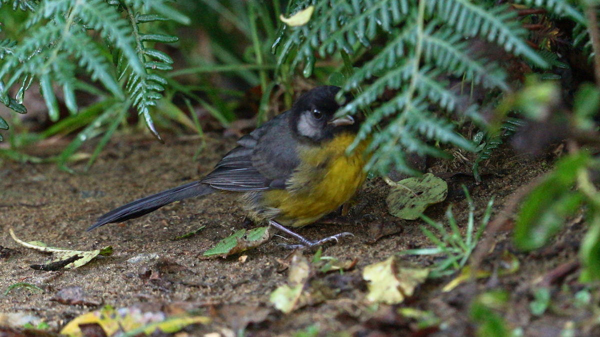 Atlapetes de Santa Marta - ML646750419