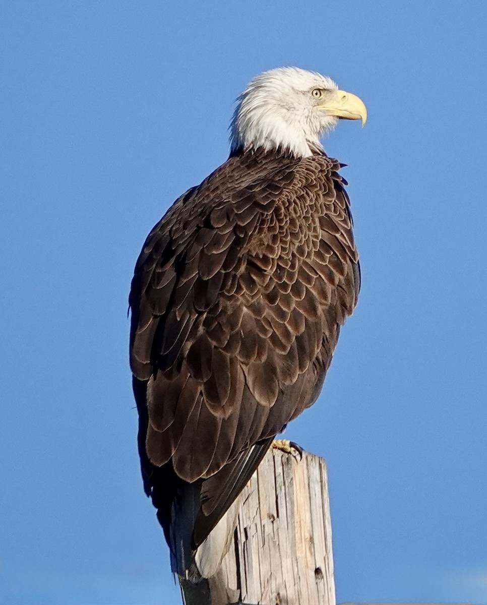 Bald Eagle - ML646750420