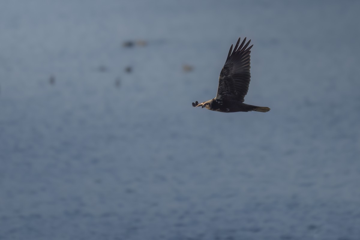 Western Marsh Harrier - ML646750421