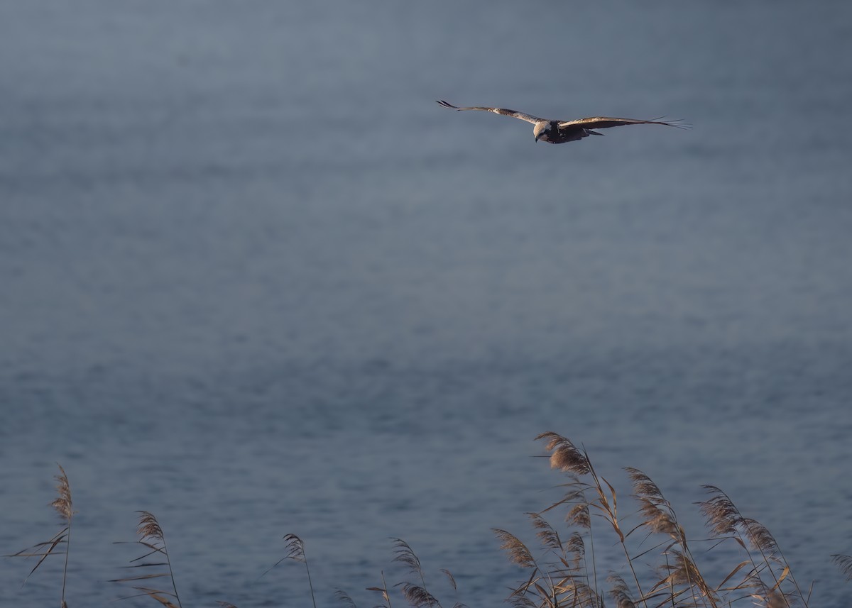 Western Marsh Harrier - ML646750422