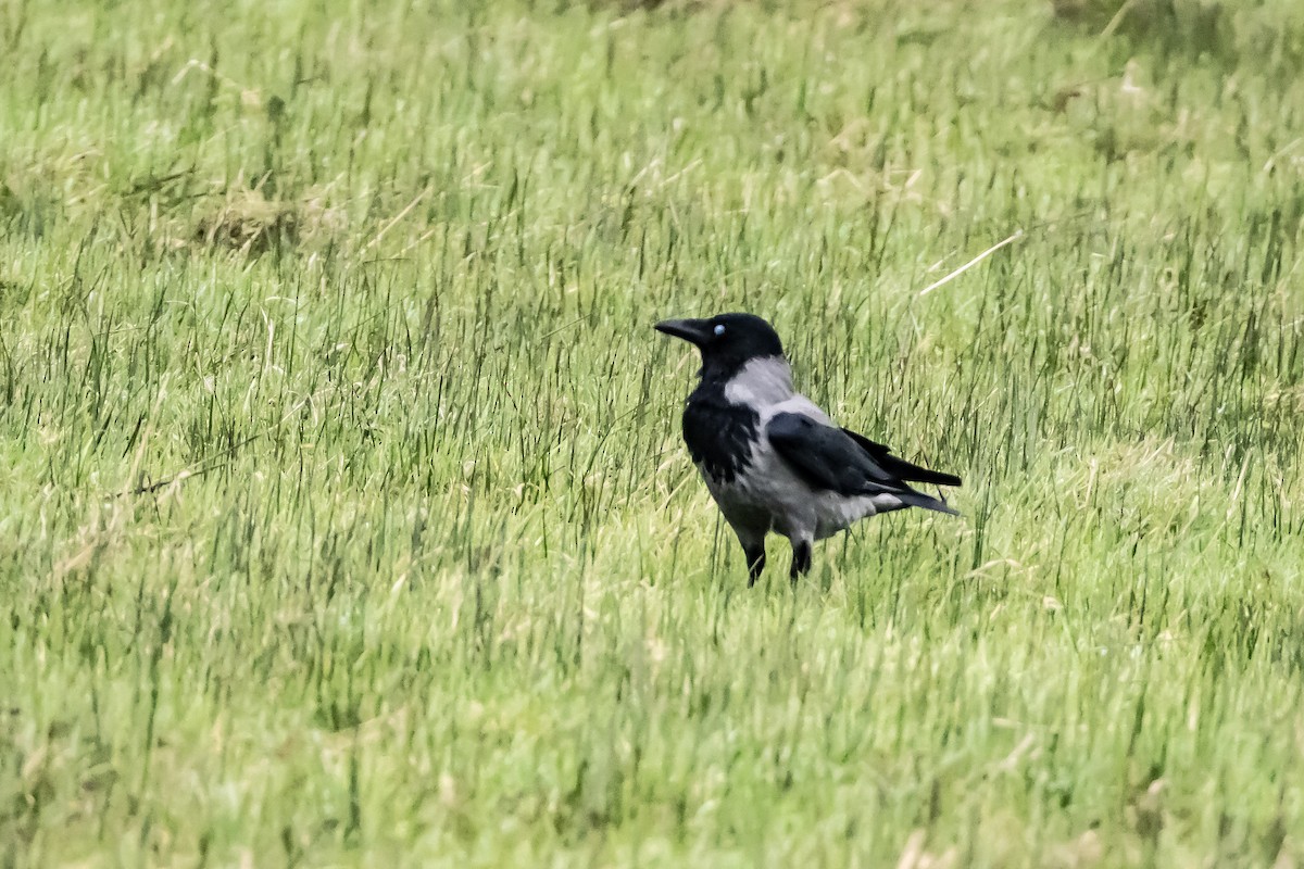 vrána šedá - ML646750423