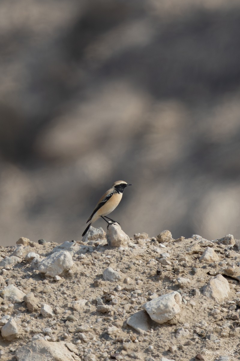 ørkensteinskvett - ML646750425