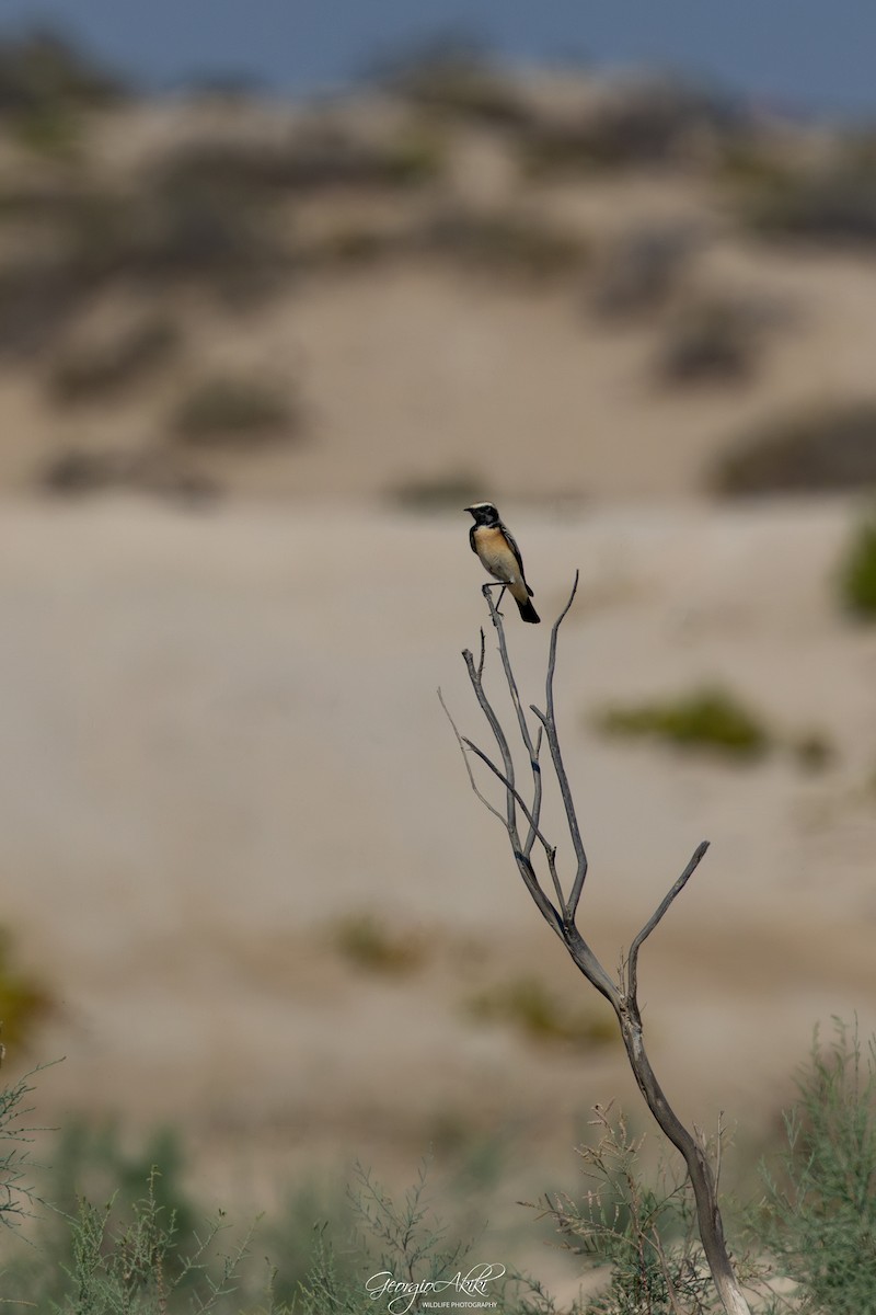 ørkensteinskvett - ML646750426