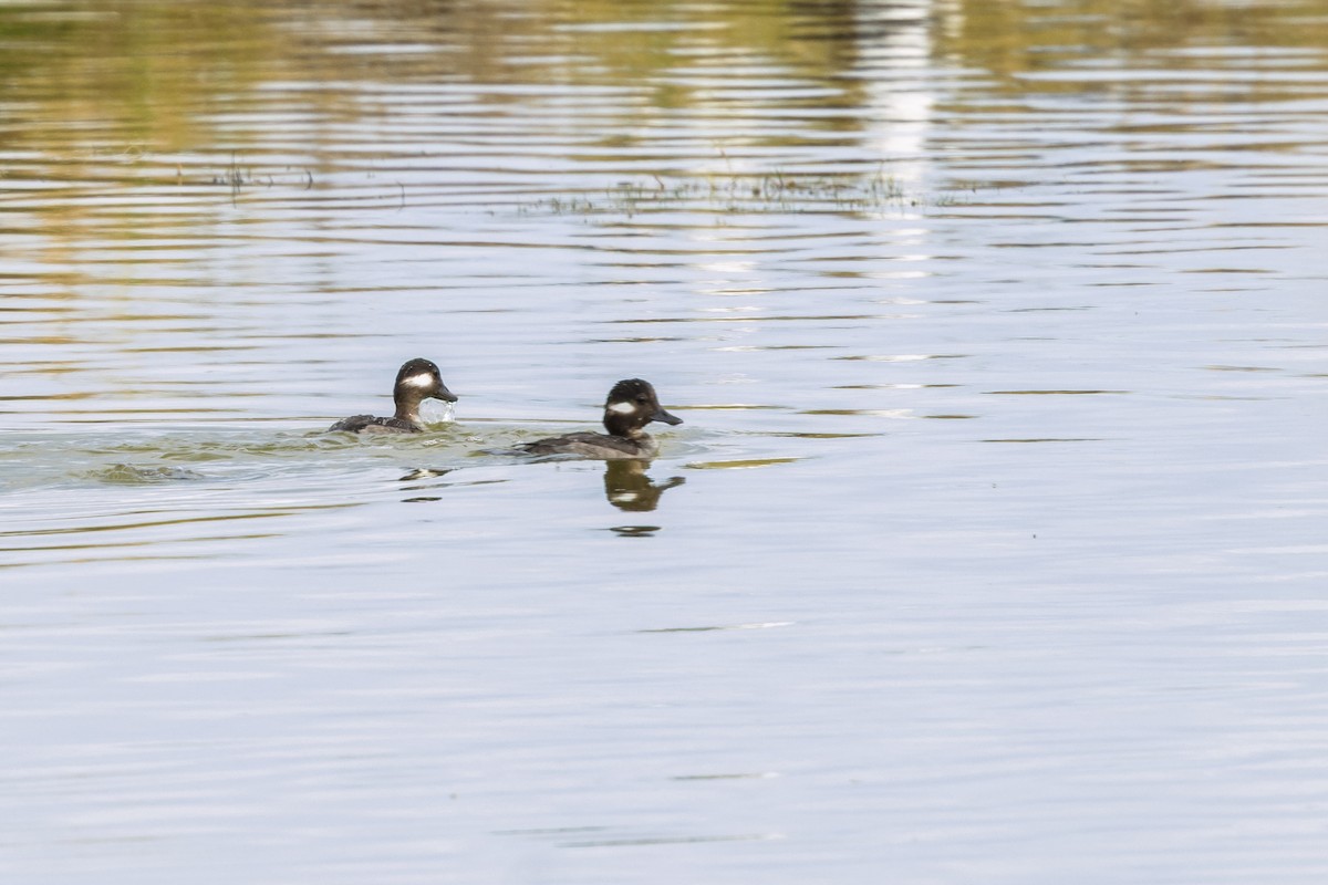 Bufflehead - ML646750427