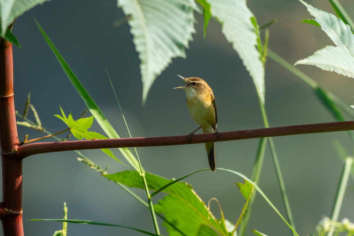 rákosník plavý - ML646750429