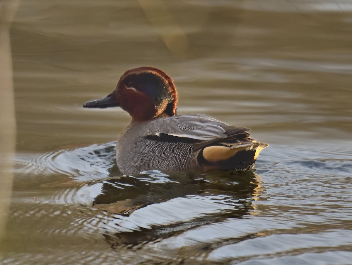 Чирянка мала (підвид crecca) - ML646750430