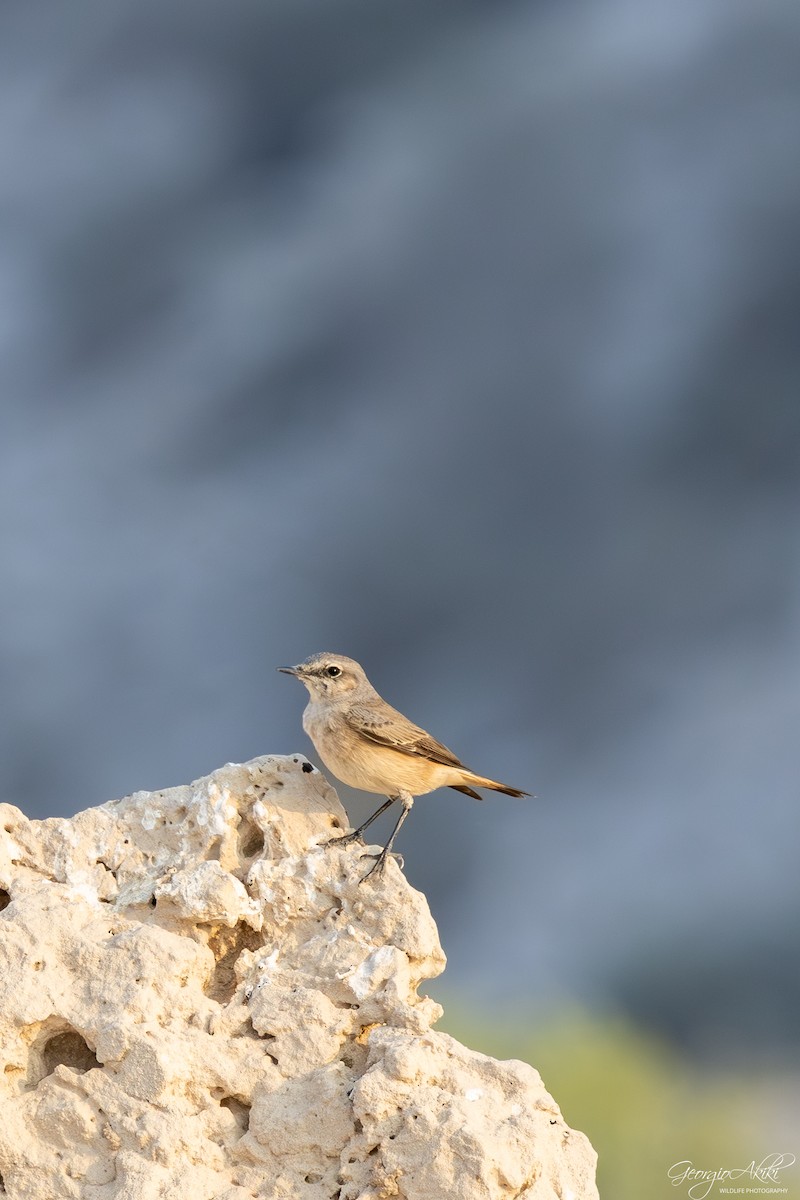 ruststjertsteinskvett - ML646750431