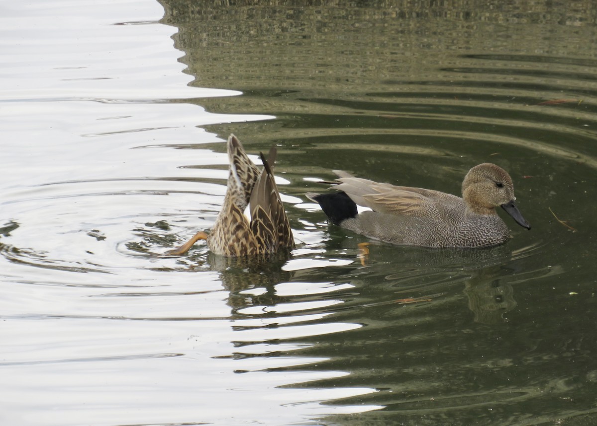 赤膀鴨 - ML646750432
