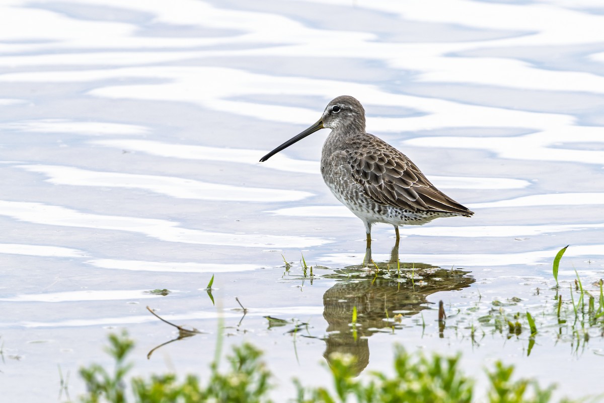 Long-billed Dowitcher - ML646750433