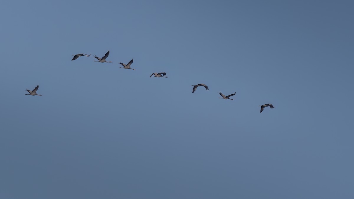 Common Crane - ML646750434