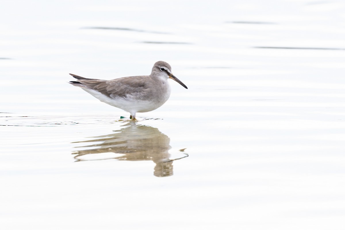 Gray-tailed Tattler - ML646750437