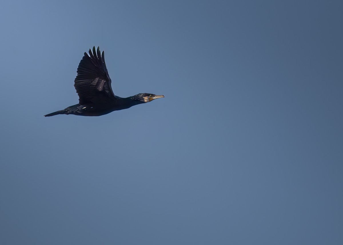 Great Cormorant - ML646750438