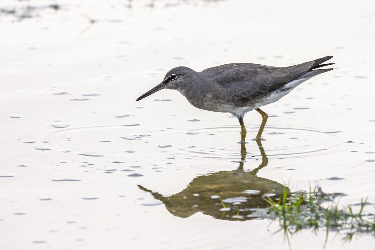 Wandering Tattler - ML646750440