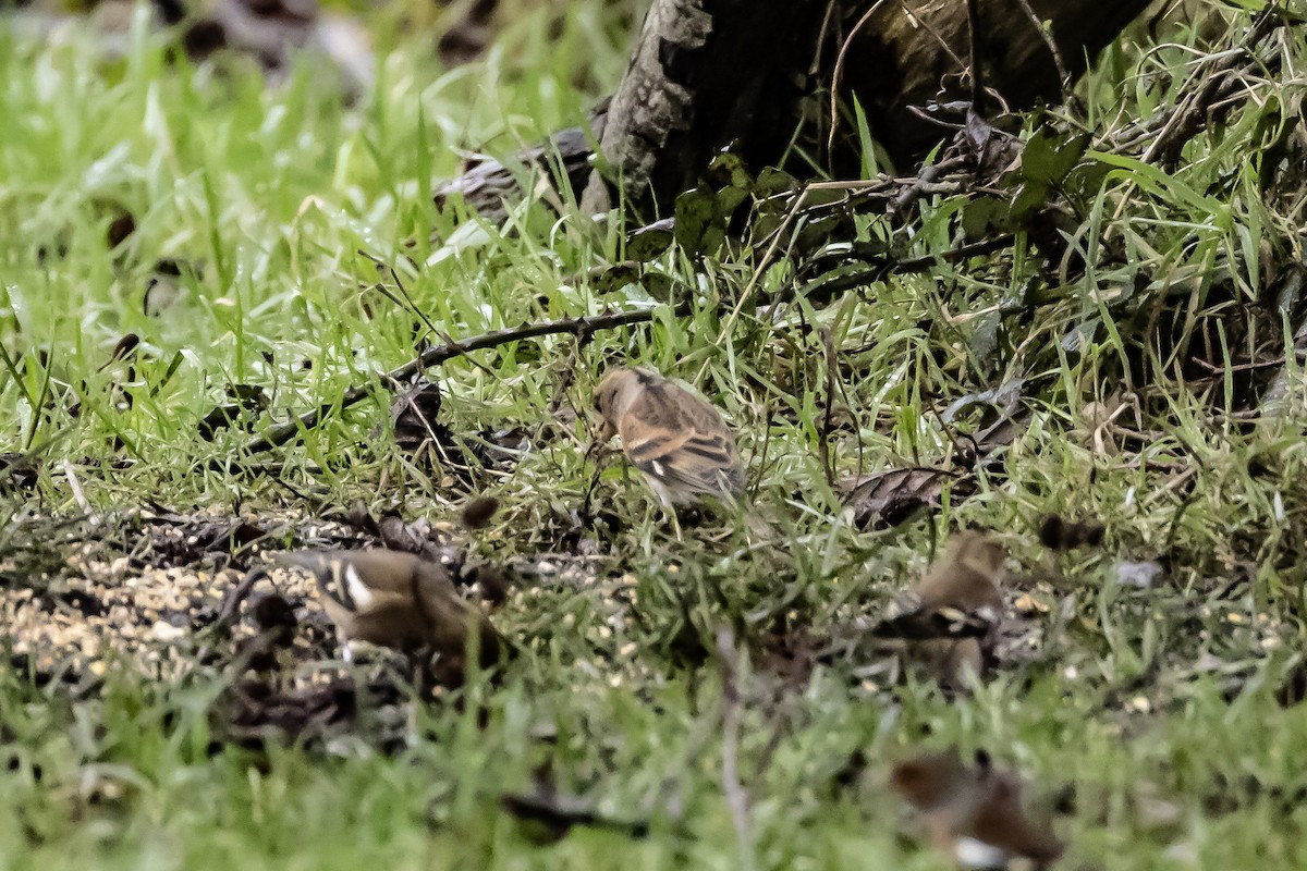 pěnkava jikavec - ML646750441