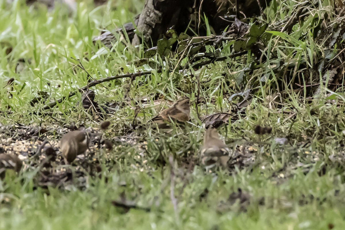 pěnkava jikavec - ML646750442