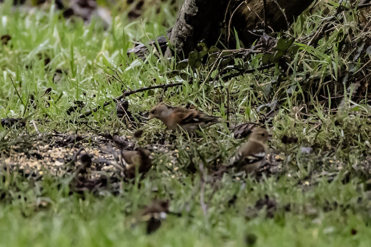 pěnkava jikavec - ML646750444