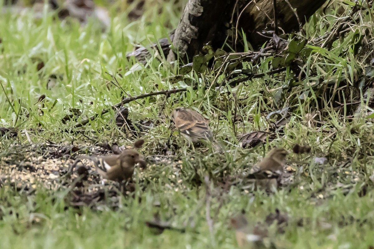 pěnkava jikavec - ML646750445