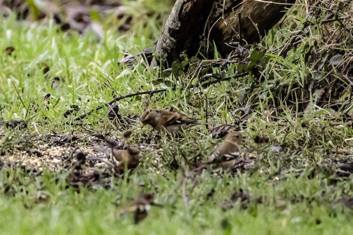 pěnkava jikavec - ML646750446