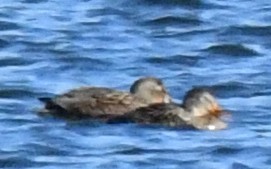 American Black Duck - ML646750449