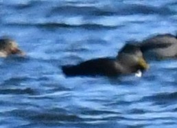 American Black Duck - ML646750450