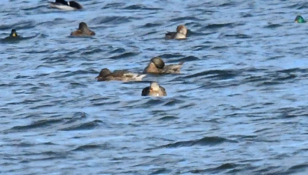 American Black Duck - ML646750451