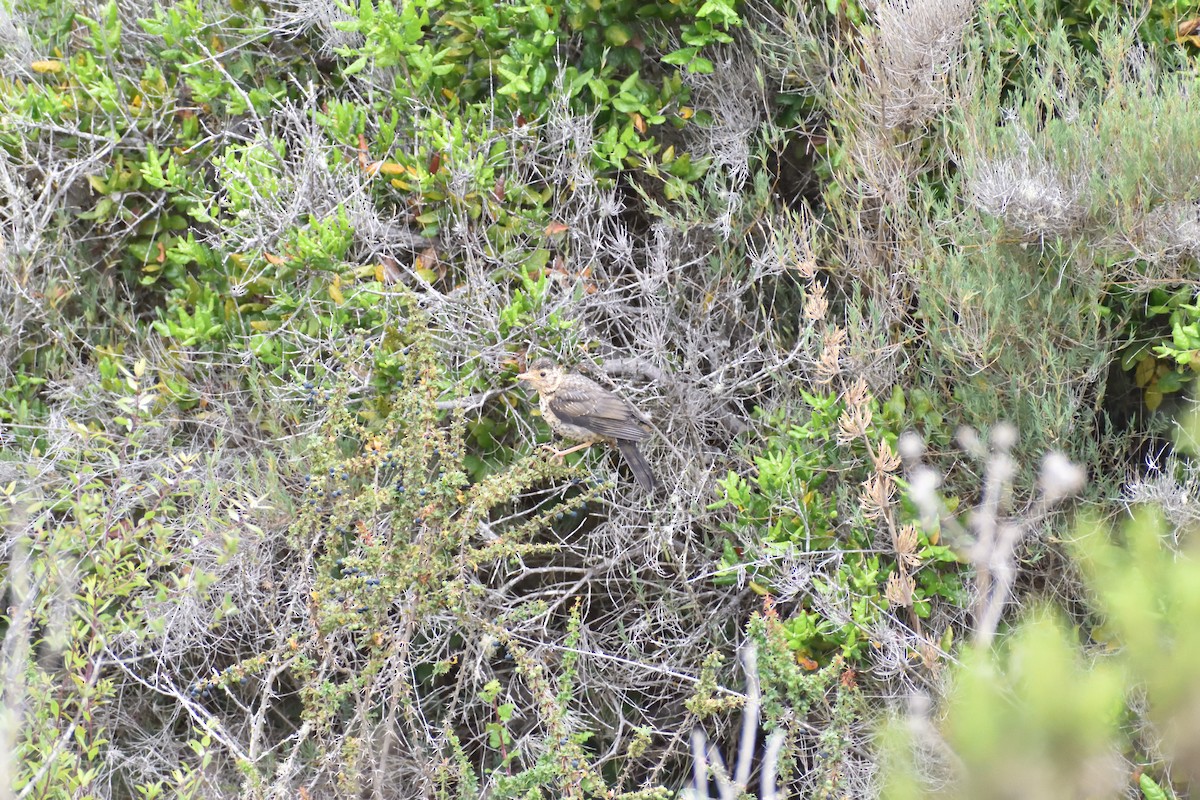 Merle austral - ML646750452