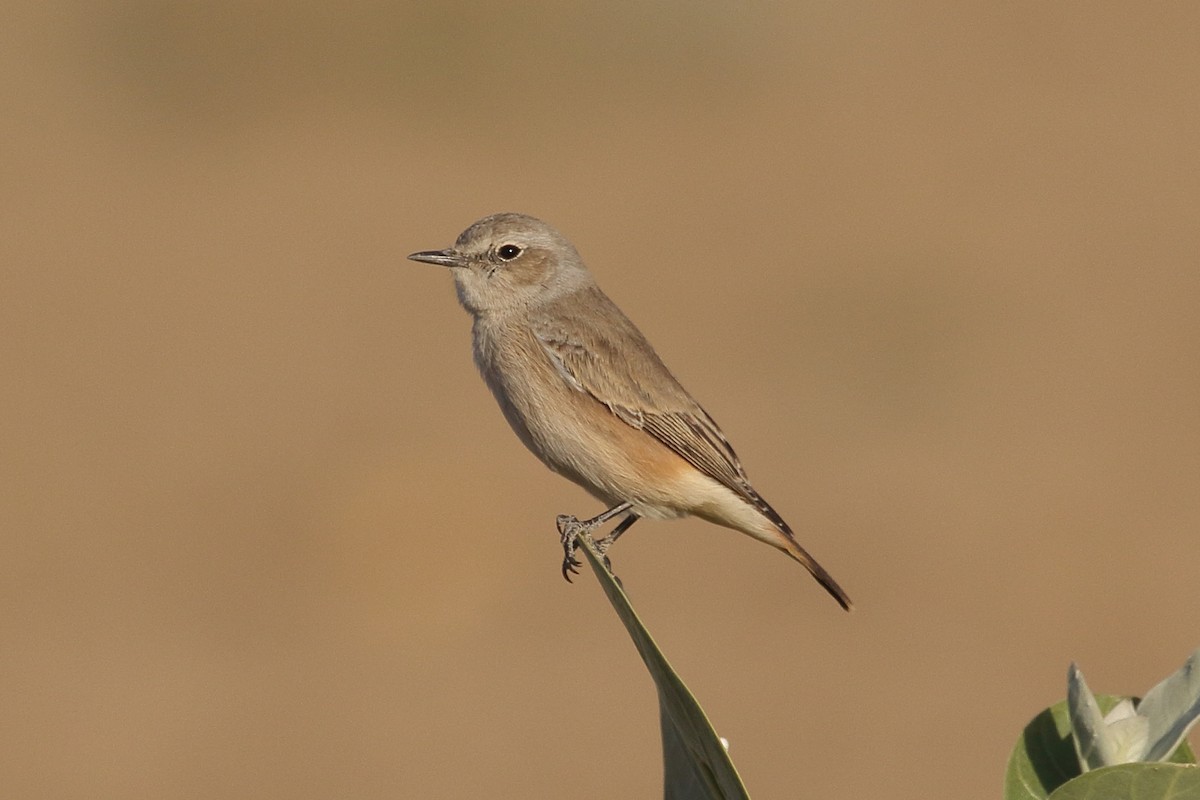 סלעית פרסית - ML646750454