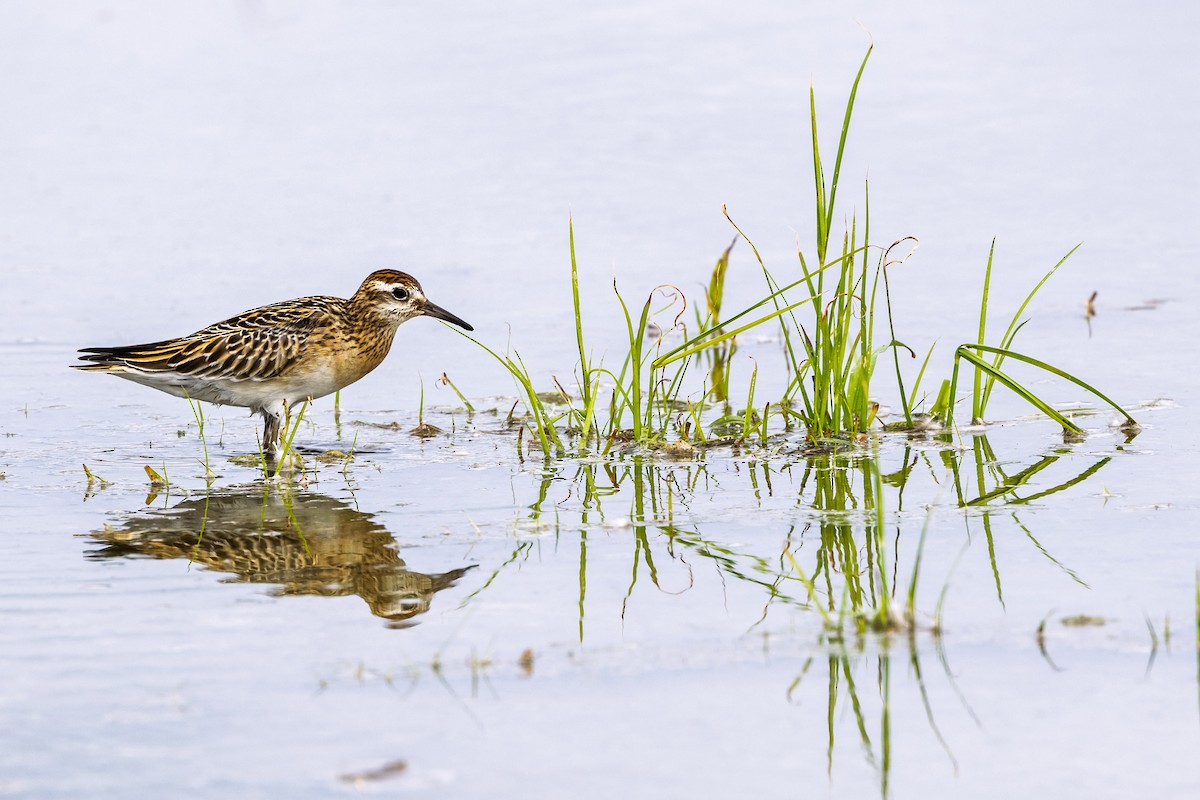 Sharp-tailed Sandpiper - ML646750455