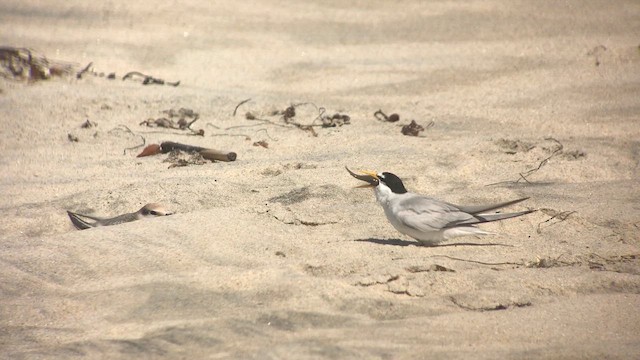 שחפית זעירה - ML646750456