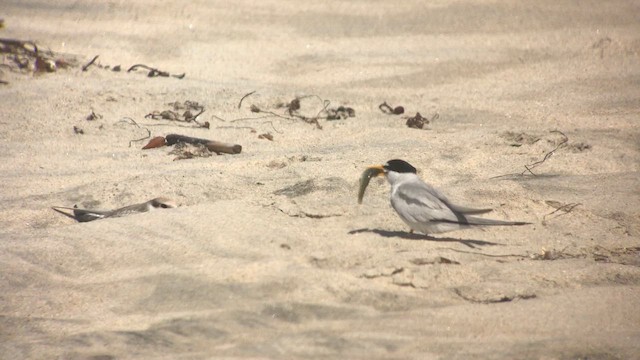 שחפית זעירה - ML646750457