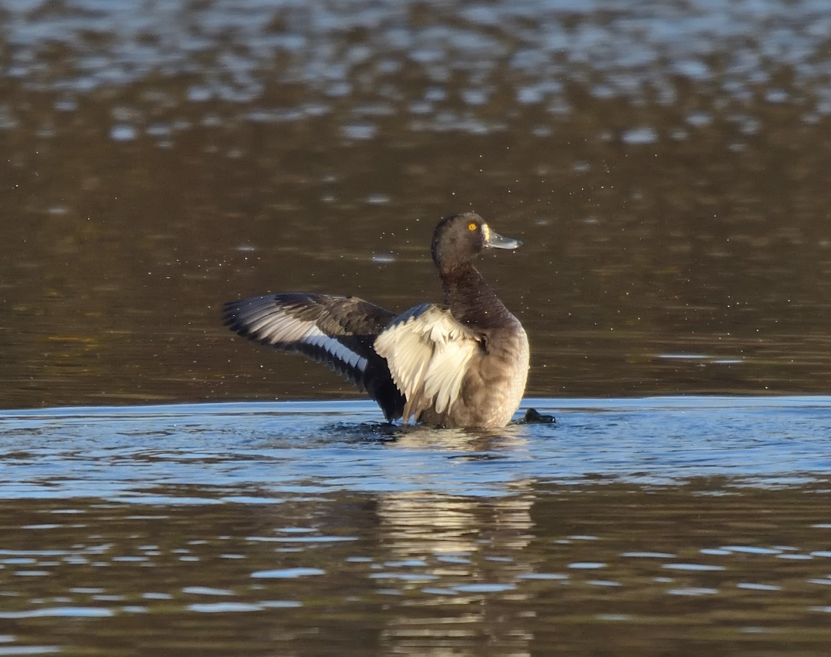 Чернь чубата - ML646750458