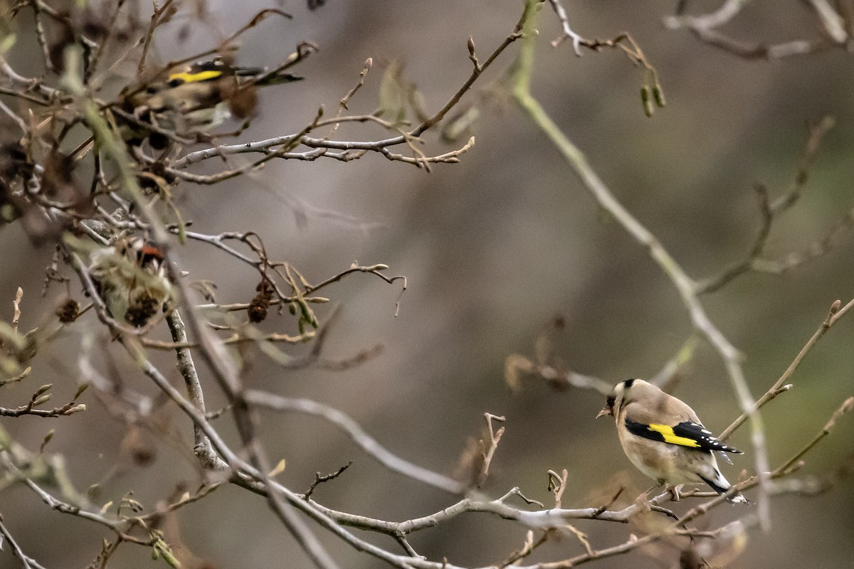 stehlík obecný - ML646750460