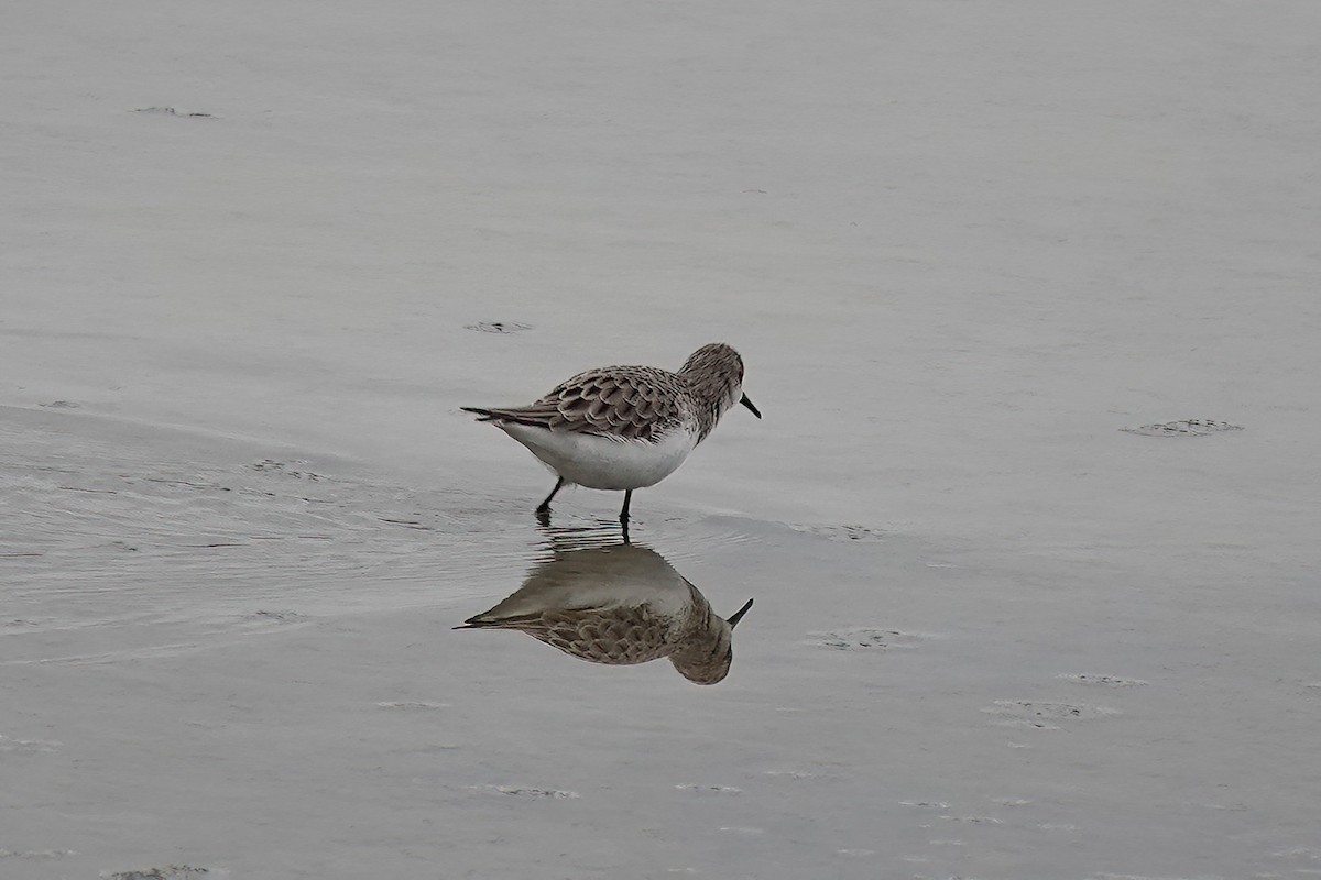 Одой элсэг - ML646750461