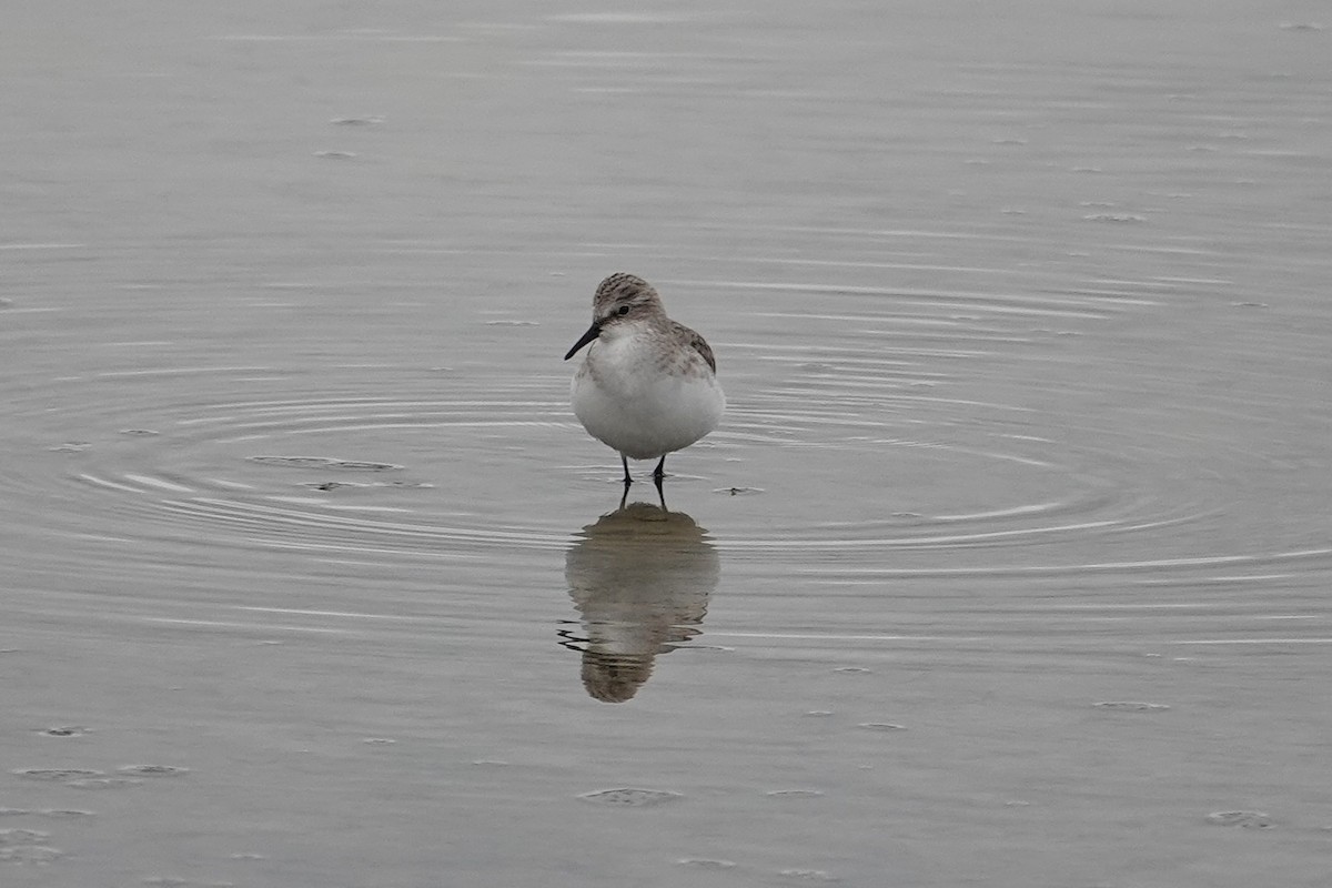 Одой элсэг - ML646750462